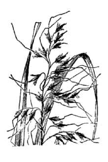 Slender Indiangrass
