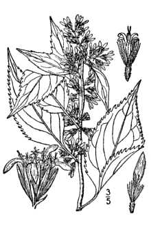 <i>Solidago latifolia</i> L.