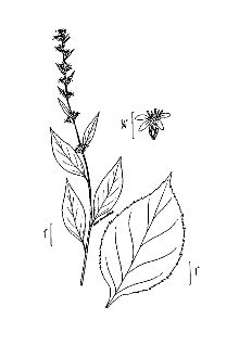 <i>Solidago latifolia</i> L.
