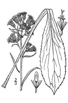 <i>Solidago glutinosa</i> Nutt. var. gillmanii (A. Gray) Cronquist