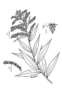 <i>Solidago gigantea</i> Aiton var. serotina (Kuntze) Cronquist