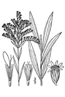 <i>Solidago missouriensis</i> Nutt. var. glaberrima (M. Martens) Rosend. & Cronquist