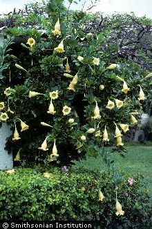 <i>Swartzia grandiflora</i> (Sw.) J.F. Gmel.