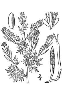 <i>Descurainia richardsonii</i> O.E. Schulz var. brevipes (Rydb.) S.L. Welsh & Reveal