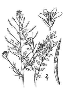 <i>Descurainia richardsonii</i> O.E. Schulz ssp. incisa (Engelm. ex A. Gray) Detling