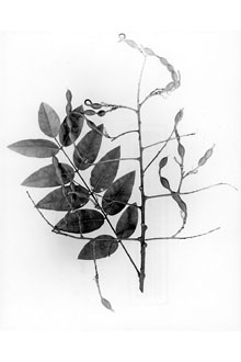 <i>Sophora japonica</i> L.