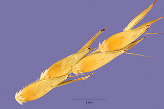 <i>Sorghum bicolor</i> (L.) Moench var. aethiopicum (Hack.) de Wet & Huckabay