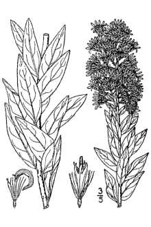 <i>Solidago petiolaris</i> Aiton var. wardii (Britton) Fernald
