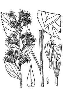 <i>Solidago macrophylla</i> Pursh var. thyrsoidea (E. Mey.) Fernald