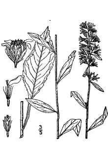 <i>Solidago caesia</i> L. var. curtisii (Torr. & A. Gray) Alph. Wood