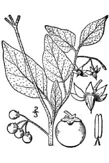 <i>Solanum rubrum</i> auct. non L.
