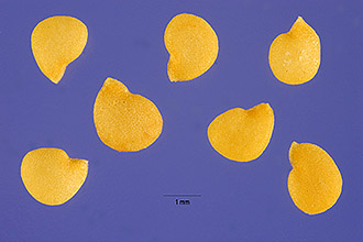 <i>Solanum rubrum</i> auct. non L.