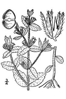 <i>Sophronanthe pilosa</i> (Michx.) Small