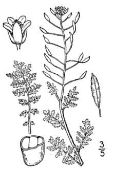<i>Sophia millefolia</i> Rydb. ex Britton