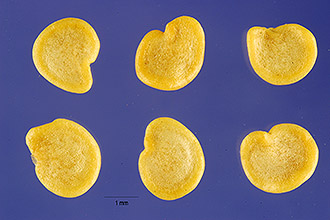 <i>Solanum capsicastrum</i> Link ex Schauer