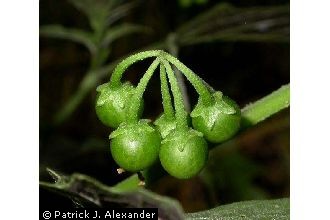 <i>Solanum ptychanthum</i> Dunal, database artifact