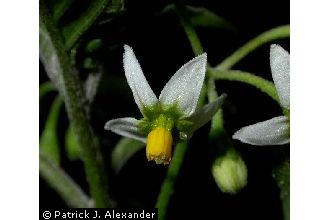 <i>Solanum nigrum</i> auct. non L.