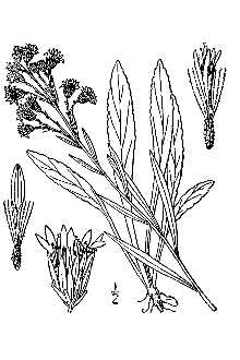 <i>Solidago glutinosa</i> Nutt. var. racemosa (Greene) Cronquist