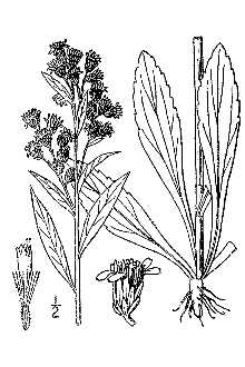 <i>Solidago spathulata</i> DC. ssp. randii (Porter) Gleason