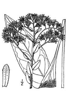 <i>Solidago grandiflora</i> Raf.
