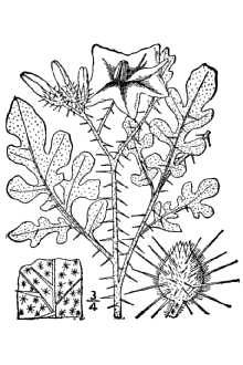 <i>Androcera rostrata</i> (Dunal) Rydb.