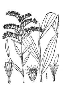 <i>Solidago gigantea</i> Aiton ssp. serotina (Kuntze) McNeill