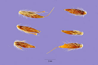Sandysoil Indiangrass