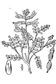 <i>Sophora sericea</i> Nutt.