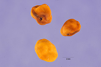 <i>Vexibia stenophylla</i> (A. Gray) W.A. Weber