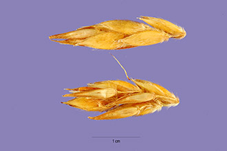 <i>Sorghum bicolor</i> (L.) Moench var. drummondii (Nees ex Steud.) Mohlenbr.