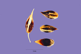 <i>Sorghum bicolor</i> (L.) Moench var. drummondii (Nees ex Steud.) Mohlenbr.