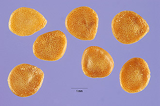 <i>Solanum ficifolium</i> Ortega