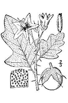 <i>Solanum perplexum</i> Small