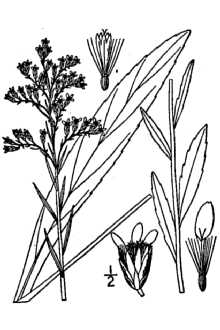 <i>Solidago uliginosa</i> Nutt. var. neglecta (Torr. & A. Gray) Fernald