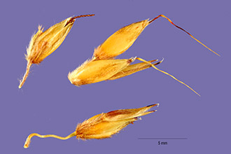 <i>Sorghum bicolor</i> (L.) Moench var. virgatum (Hack.) de Wet & Huckabay