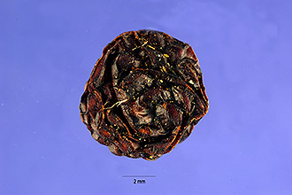 <i>Solanum luteum</i> Mill. ssp. alatum (Moench) Dostál