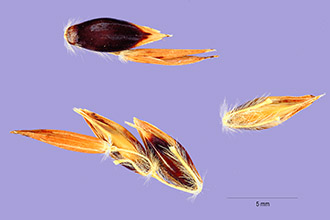 <i>Sorghum vulgare</i> Pers. var. sudanense (Piper) Hitchc.