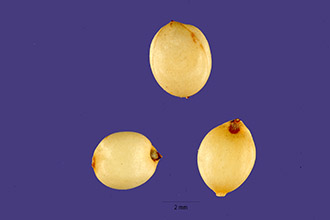 <i>Sorghum bicolor</i> (L.) Moench var. caffrorum (Retz.) Mohlenbr.