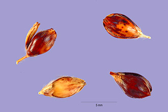 <i>Sorghum vulgare</i> Pers. var. saccharatum (L.) Boerl., nom. utique rej.
