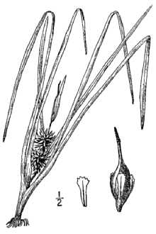 <i>Sparganium emersum</i> Rehmann ssp. emersum