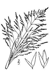 <i>Agrostis airoides</i> Torr.