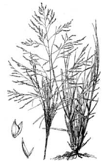 <i>Agrostis airoides</i> Torr.