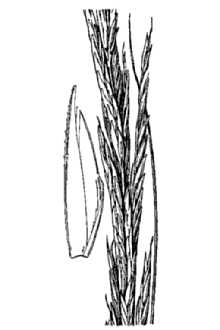 <i>Spartina alterniflora</i> Loisel. var. glabra (Muhl. ex Bigelow) Fernald