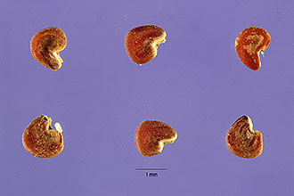 <i>Sphaeralcea angustifolia</i> (Cav.) G. Don var. cuspidata A. Gray