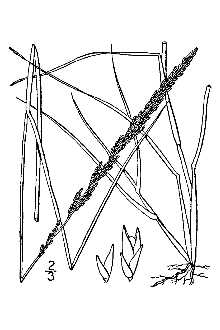 <i>Agrostis indica</i> L.