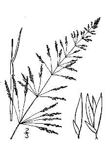 <i>Sporobolus coromandelianus</i> auct. non (Retz.) Kunth