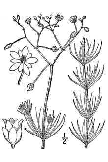 <i>Spergula arvensis</i> L. var. sativa (Boenn.) Mert. & W.D.J. Koch