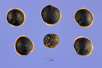 <i>Spergula arvensis</i> L. var. sativa (Boenn.) Mert. & W.D.J. Koch