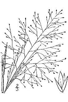 <i>Sporobolus asperifolius</i> (Nees & Meyen ex Trin.) Nees