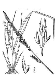 Composite Dropseed